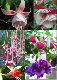 Gloeckerl_collage